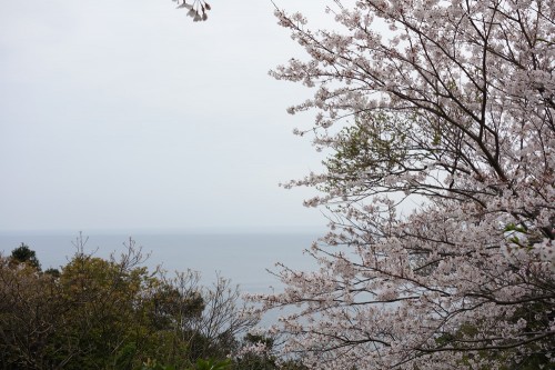 樺島灯台公園の桜