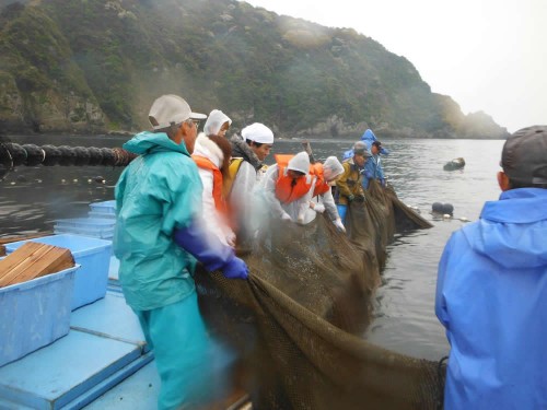 定置網漁体験中