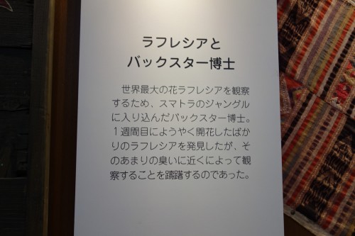 バックスター博士＆花２