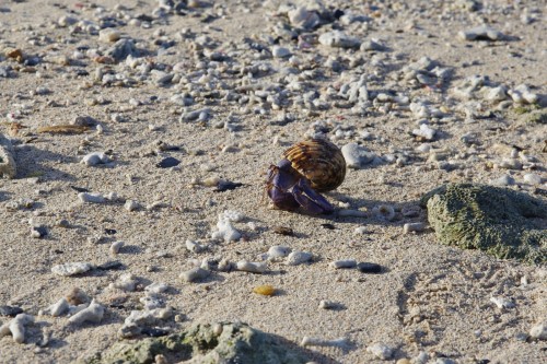 大きなやどかりさん