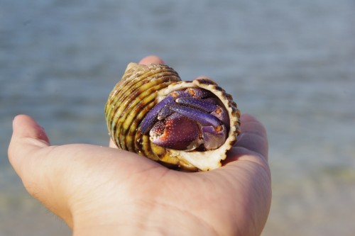 結構大きいです。