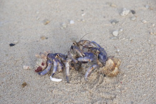 ガッツリ喧嘩してるヤドカリ