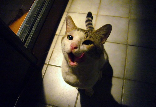 うちなーまーやー