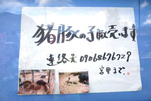 イノブタノコブタ