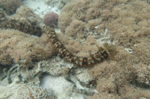 オオイカリナマコ