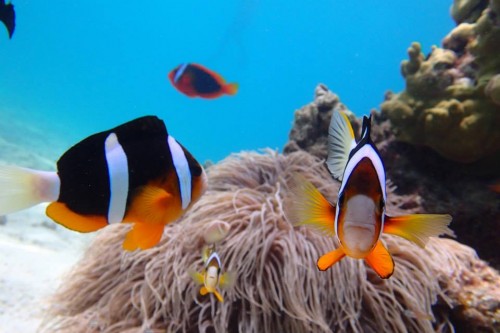 カクレクマノミ