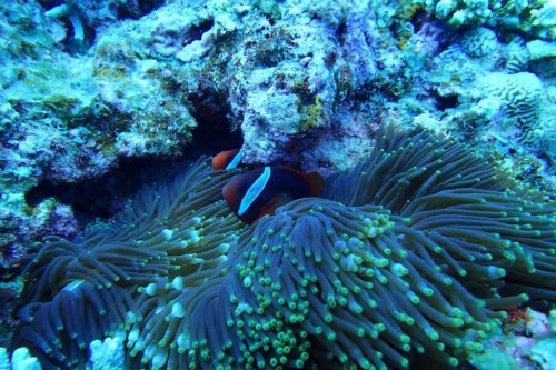 ホワイトバランスが…