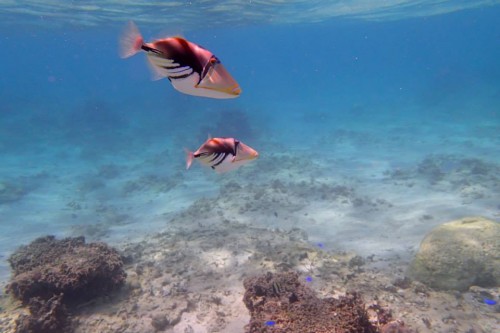 ホワイトバランスが…