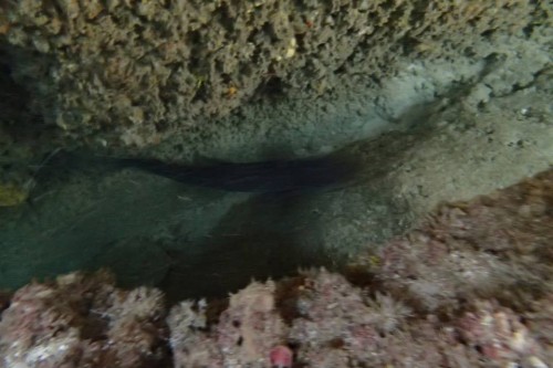 シャッタースピードが…