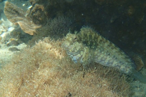 マクロで寄りつつ