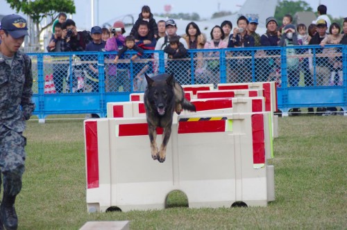 警備犬ジャンプ