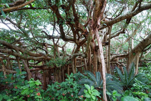 千手がじゅまる