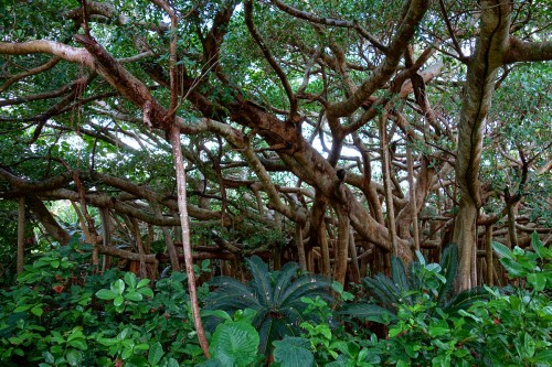 千手がじゅまる