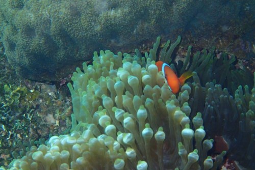 カクレクマノミ