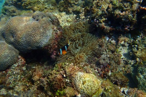 カクレクマノミ