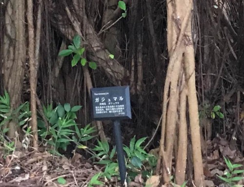 ガジュマル iPhone6s