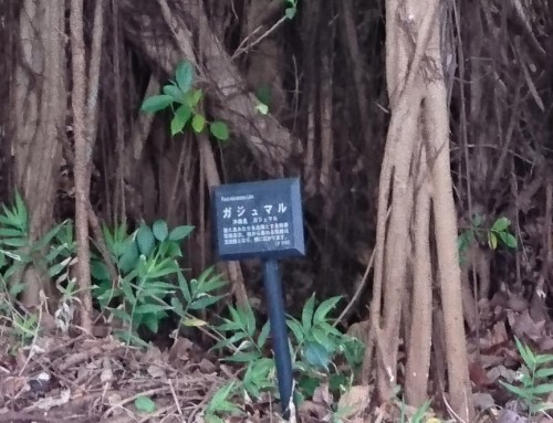 ガジュマル XperiaZ5