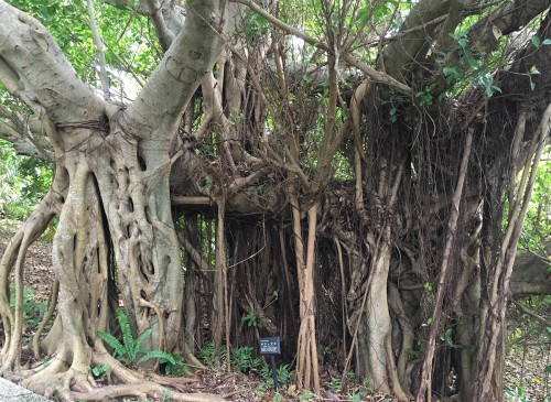 ガジュマル iPhone 6s