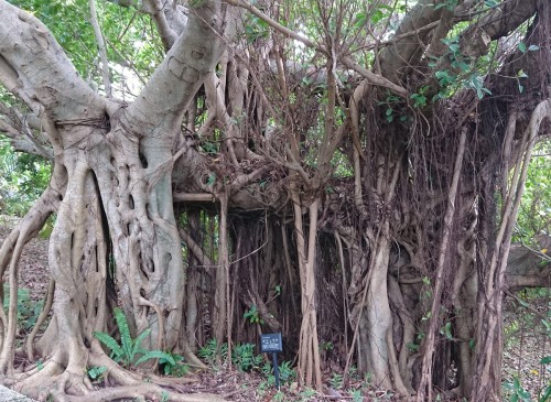 ガジュマル Xperia Z5