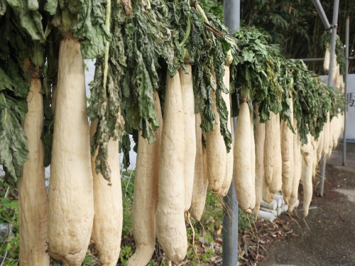 大根が干されてました
