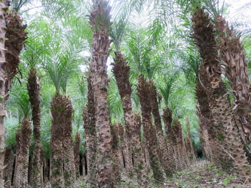 栽培しているのかな?