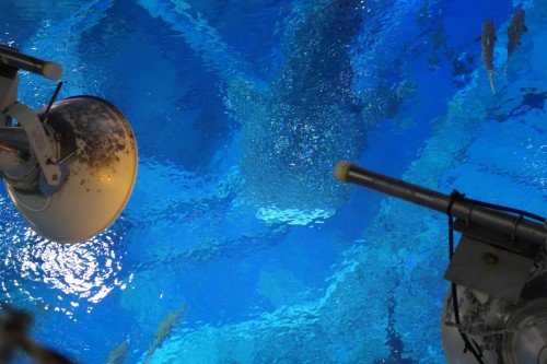 ジンベエザメが行く