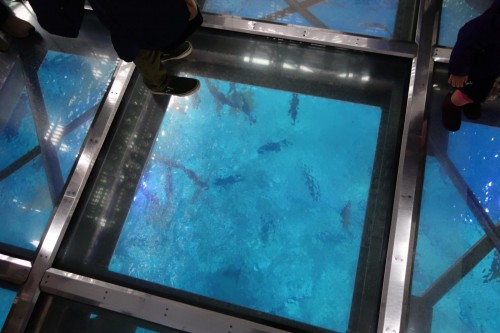 上から見られます