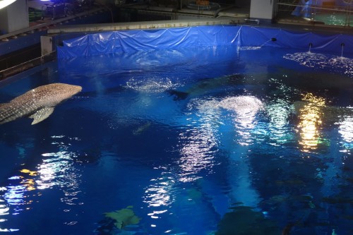 ジンベエザメが…