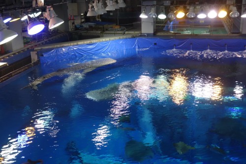 ジンベエザメが…