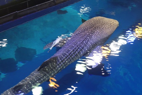 ジンベエザメが…