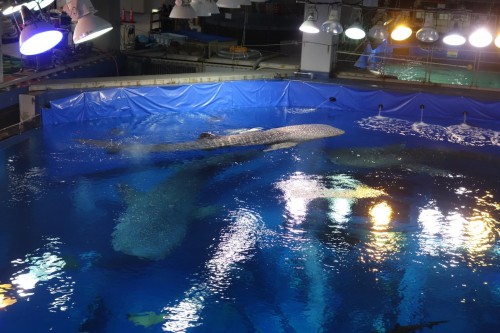 ジンベエザメが…