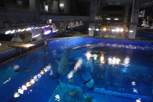 ジンベエザメが…