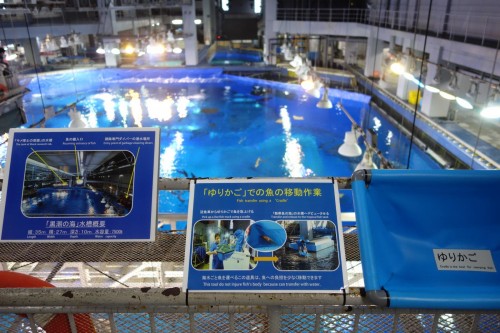 水族館のゆりかご