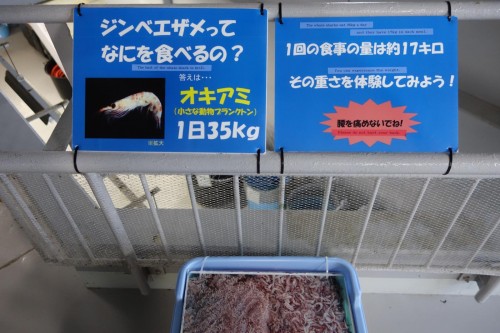 何を食べるの？