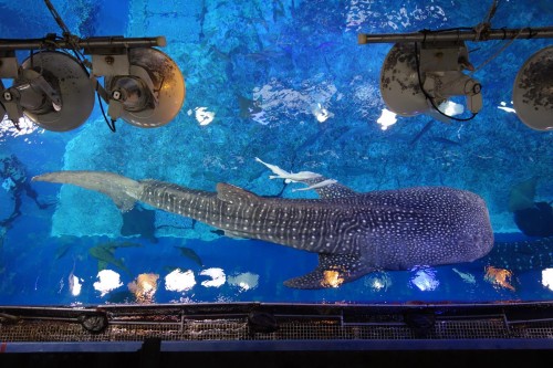 ジンベエザメ 上から見るか…