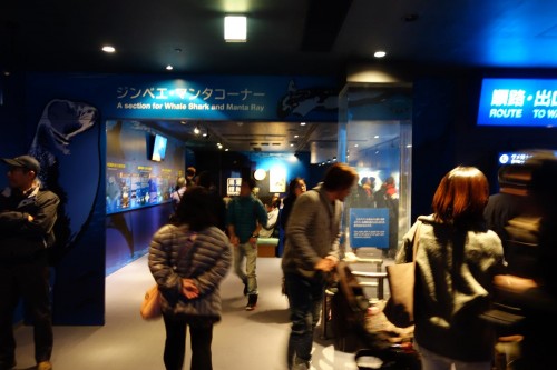 ジンベエザメコーナー