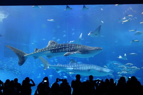 美ら海水族館