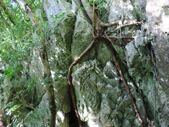 岩に根を張る