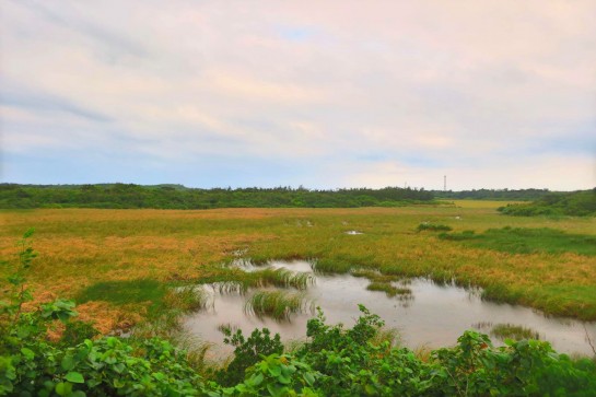 池間島の湿地