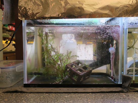 海ぶどうを研究中