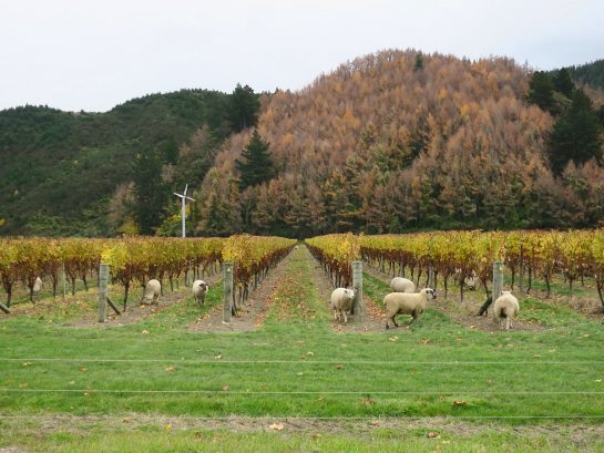 ひつじとぶどう畑