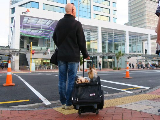 犬を連れたおじさん