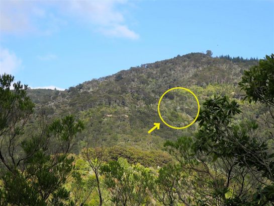 スカイワイヤー