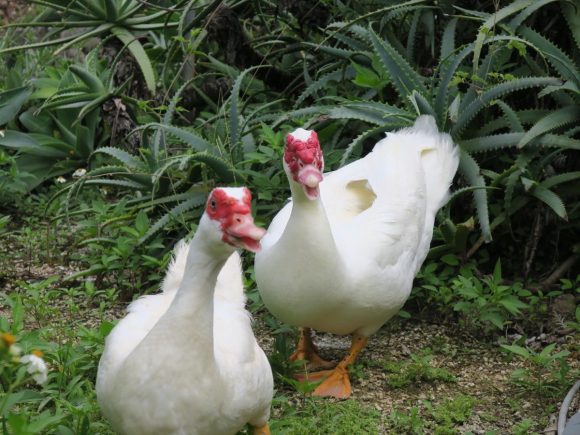 歩いていると向こうから鳥が…