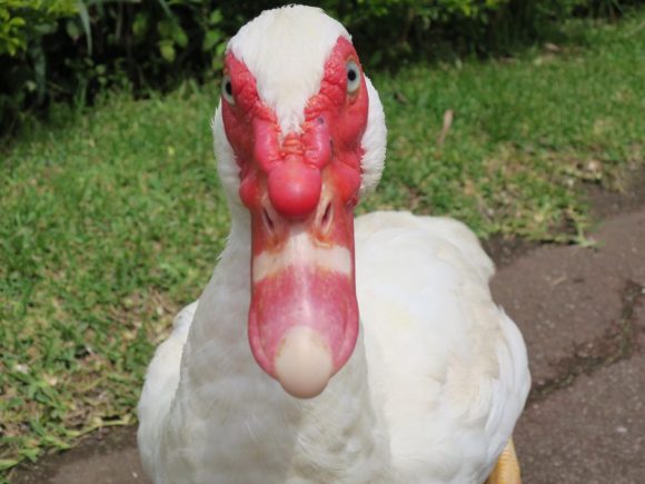 ハシビロコウ的な？