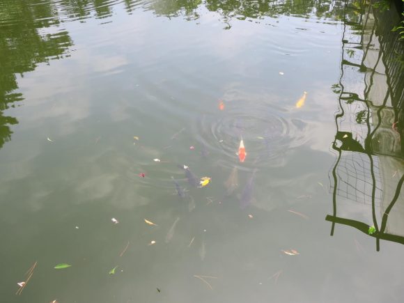 池に鯉