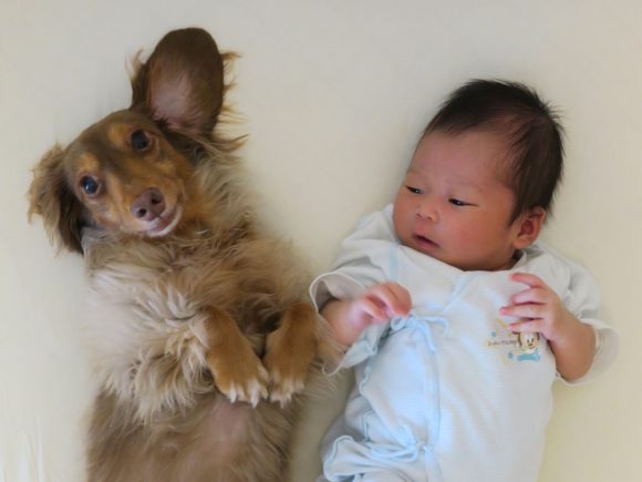 犬と赤ちゃん