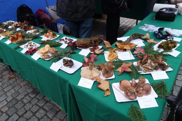 チェコの人はきのこ好き