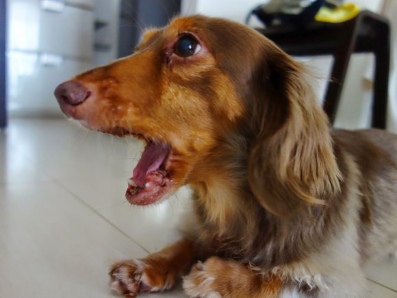 お犬サマーの口臭ケア 液体ハミガキ リデンタ ウォータープラスを試してみた 乾杯おじさん