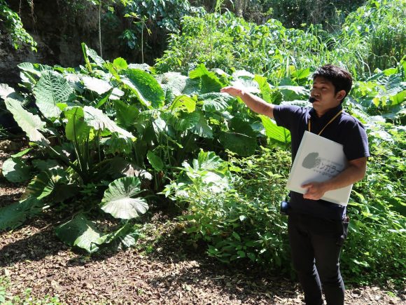 植物についての説明